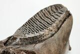 Woolly Mammoth Partial Jaw with M Molar #207347-4